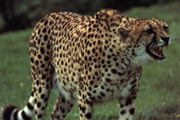 Cheetah Adult male lion A fully grown male lion is about 4 feet 12 - photo 16