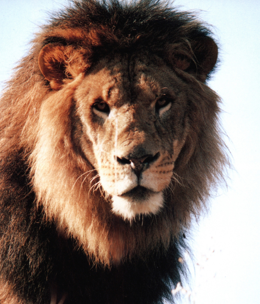 Adult male lion A fully grown male lion is about 4 feet 12 meters high at - photo 18