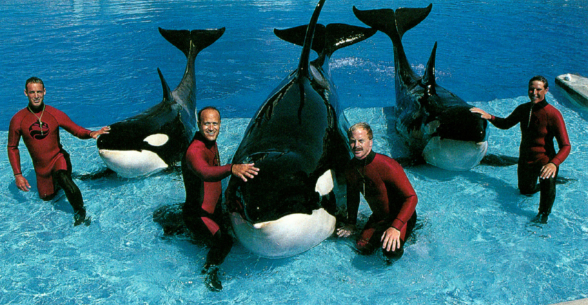 We are grateful to the staff at Sea World of California for their cooperation - photo 4