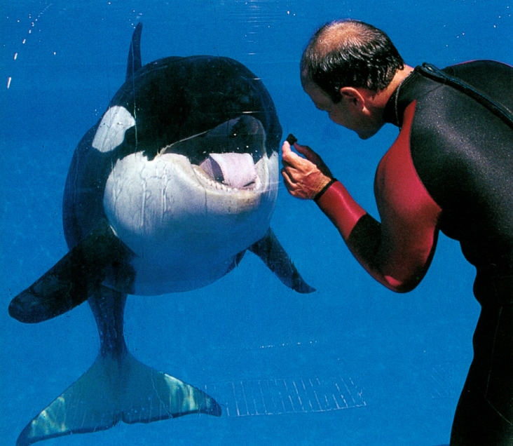 Scientists who study killer whales in the wild are learning much about where - photo 10