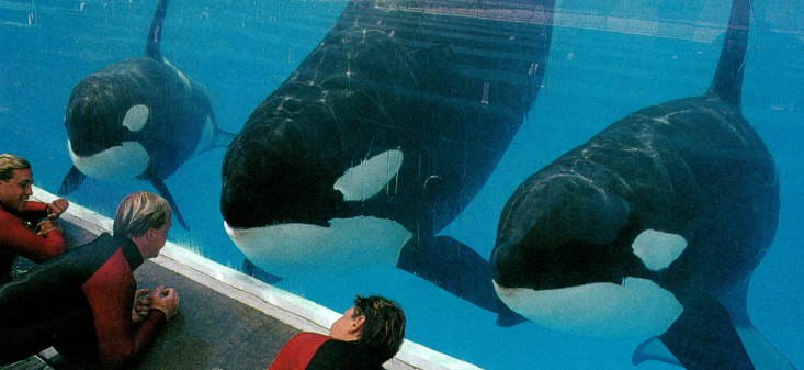 Trainers work with killer whales in and out of the water The killer whales at - photo 12