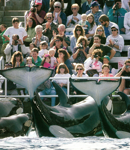 Killer whales are carnivores or meat eaters They cruise the ocean in search - photo 14