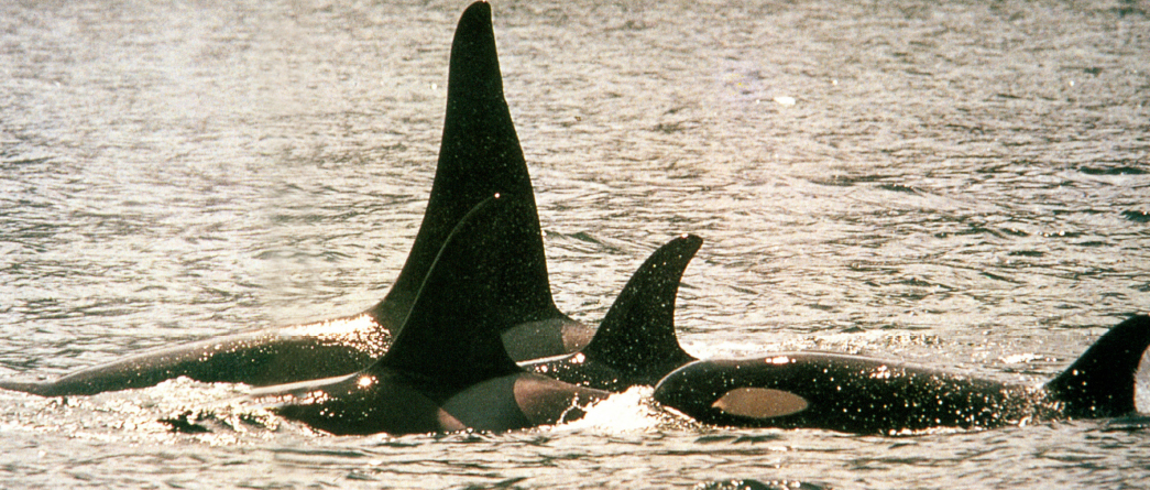 A killer whale pod off the coast of Vancouver Island in western Canada In the - photo 18