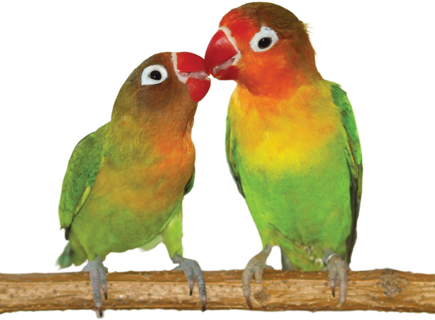 Image Credit Shutt erstockcom Birds like company These lovebirds for - photo 10