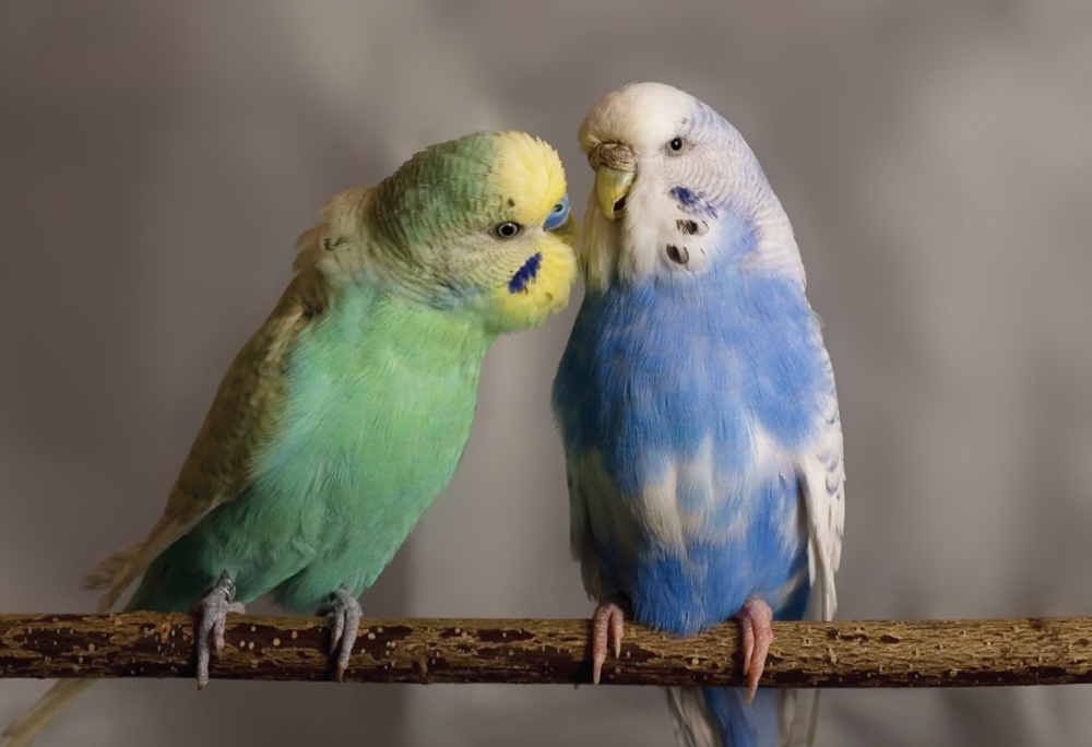 Image Credit Stefan Von amelnPhotoscom A budgie is a type of parakeet - photo 11