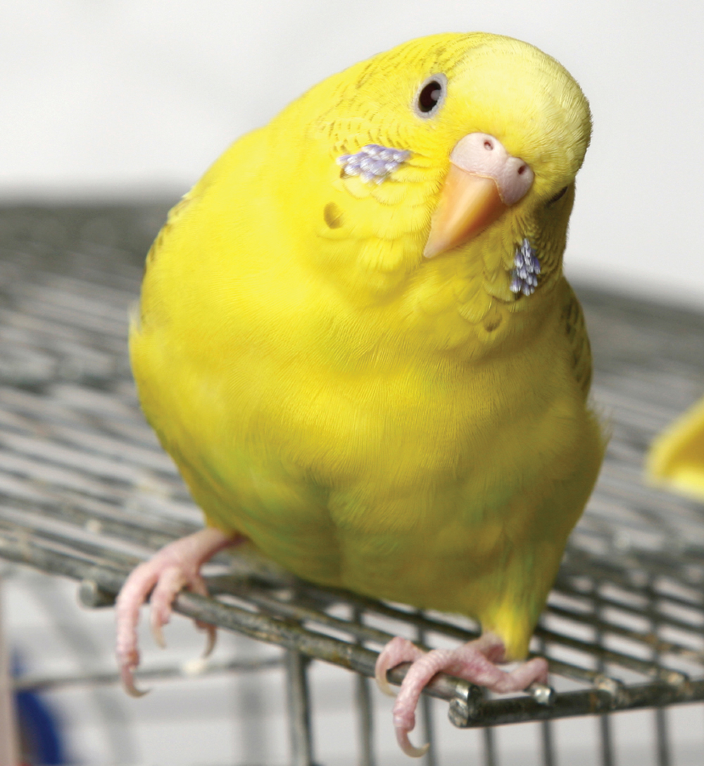 Image Credit Shutt erstockcom Birds such as budgerigars budgies are great - photo 7