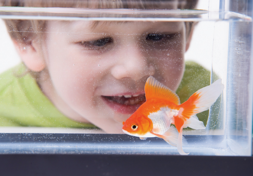 Image Credit iStockphotocomLeigh Schindler Fish are fun to watch - photo 5