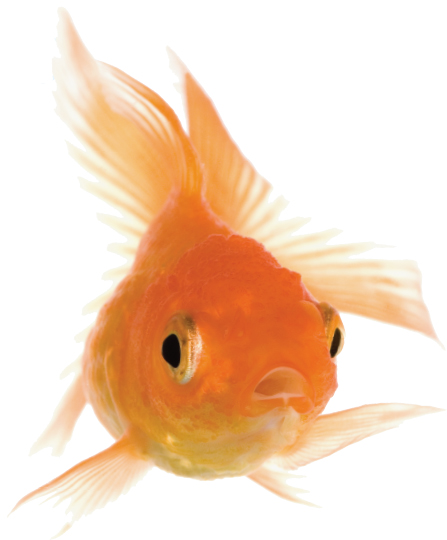 Image Credit Eric IsselePhotoscom A goldfish Fish have been pets for many - photo 6