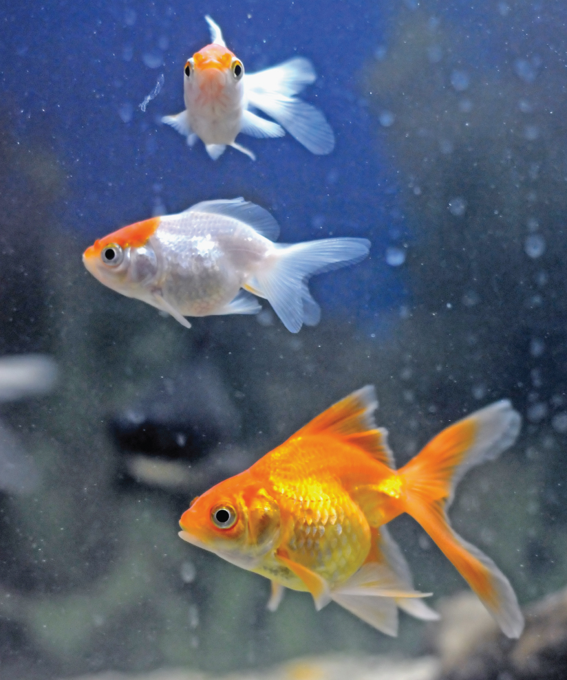 Image Credit Shutterstockcom Goldfish are popular pets They are easy to care - photo 10