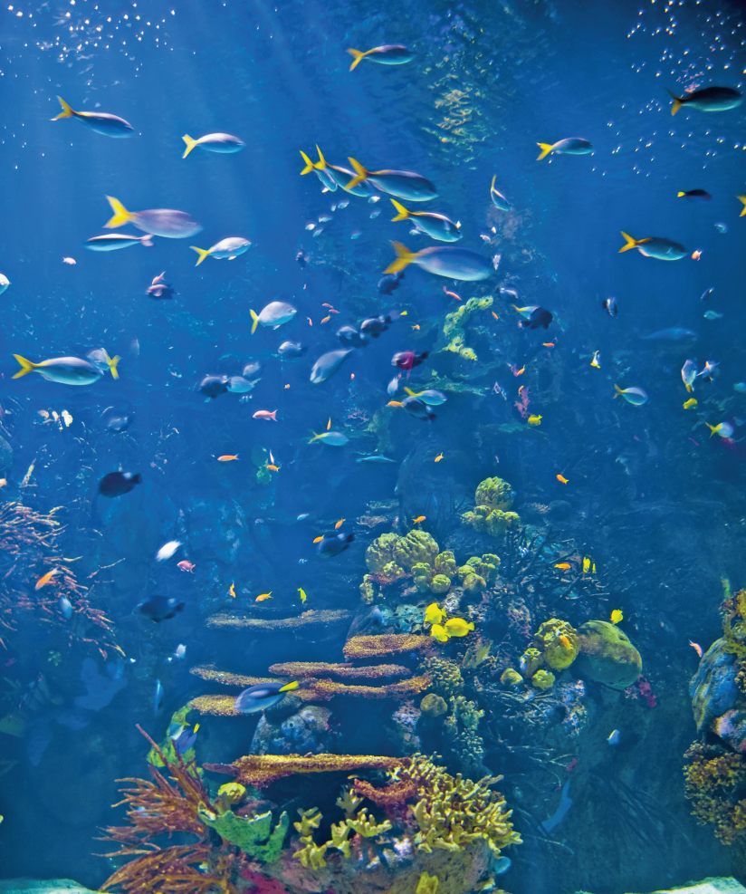 Image Credit Shutterstockcom This is a close-up of a community tank If you - photo 11