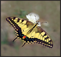 Image Credit Shutterstockcom butterfly Image Credit Shutterstockcom - photo 2