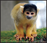 Image Credit Shutterstockcom monkey Image Credit Shutterstockcom spider - photo 3