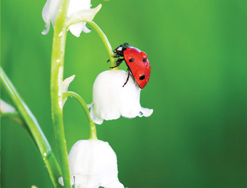 Red or green What color is the ladybug Its red Red or green - photo 5