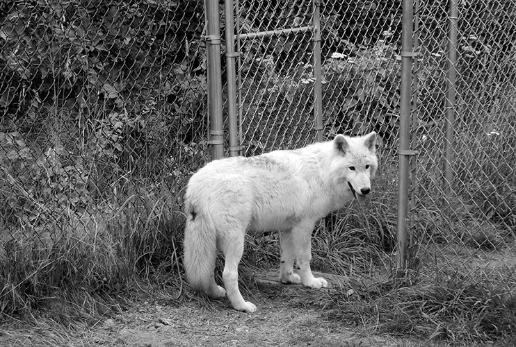 Nahanni a high-content wolf-dog is four months old in this photo He gets his - photo 9