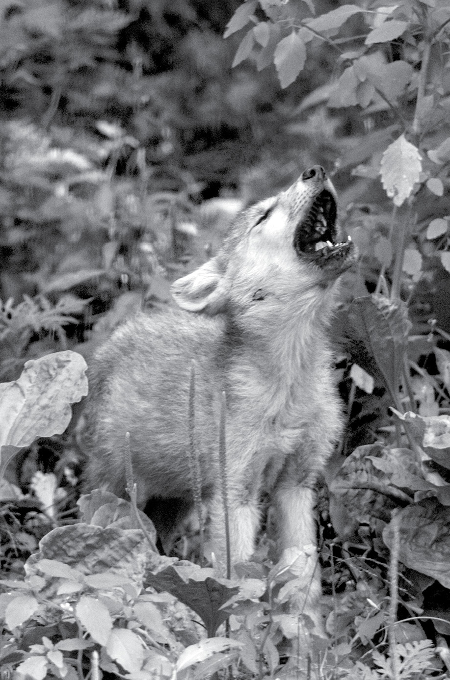 The study of wolves is actually one of discovering how the human mind works - photo 8