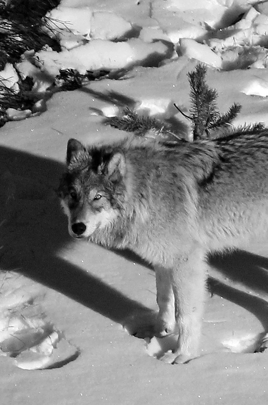 Contents The study of wolves is actually one of discovering how the human mind - photo 7