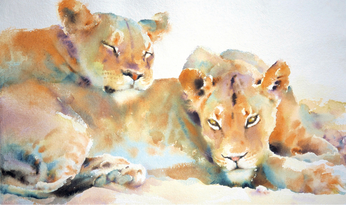 Sleeping Lions Watercolour 56 x 76cm22 x 30in In Africa an abundance of - photo 6