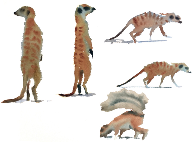 Kalahari sketches Watercolour Meerkats are renowned for their still - photo 8