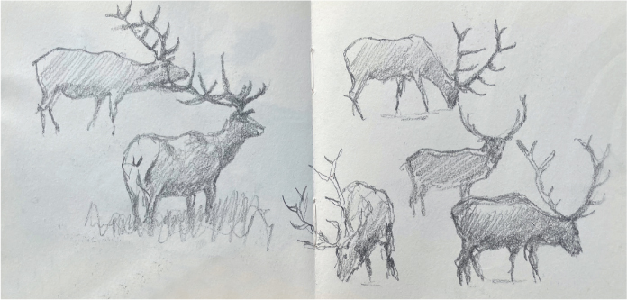 Elk in Yellowstone Park 2B pencil 14 x 28cm5 x 11in The shapes of the elk - photo 10