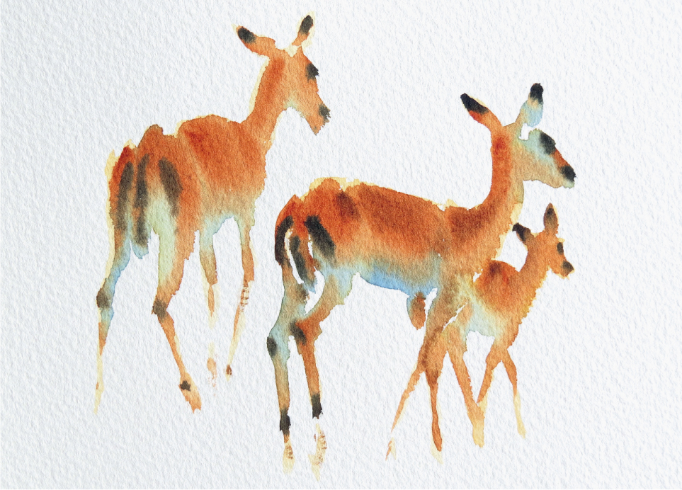 Impala Alert Watercolour 20 x 255cm8 x 10in With a brush and watercolour - photo 11