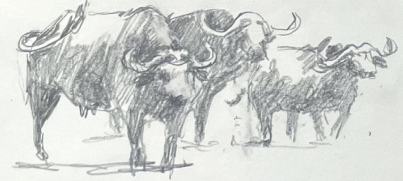 Shade is scribbled within the outline of the buffalo with hatching The blue - photo 15