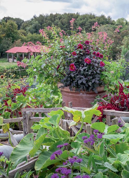 The central pot features dahlias salvias and lemon verbena for edible flowers - photo 1