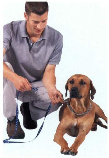 Dog Training - image 2
