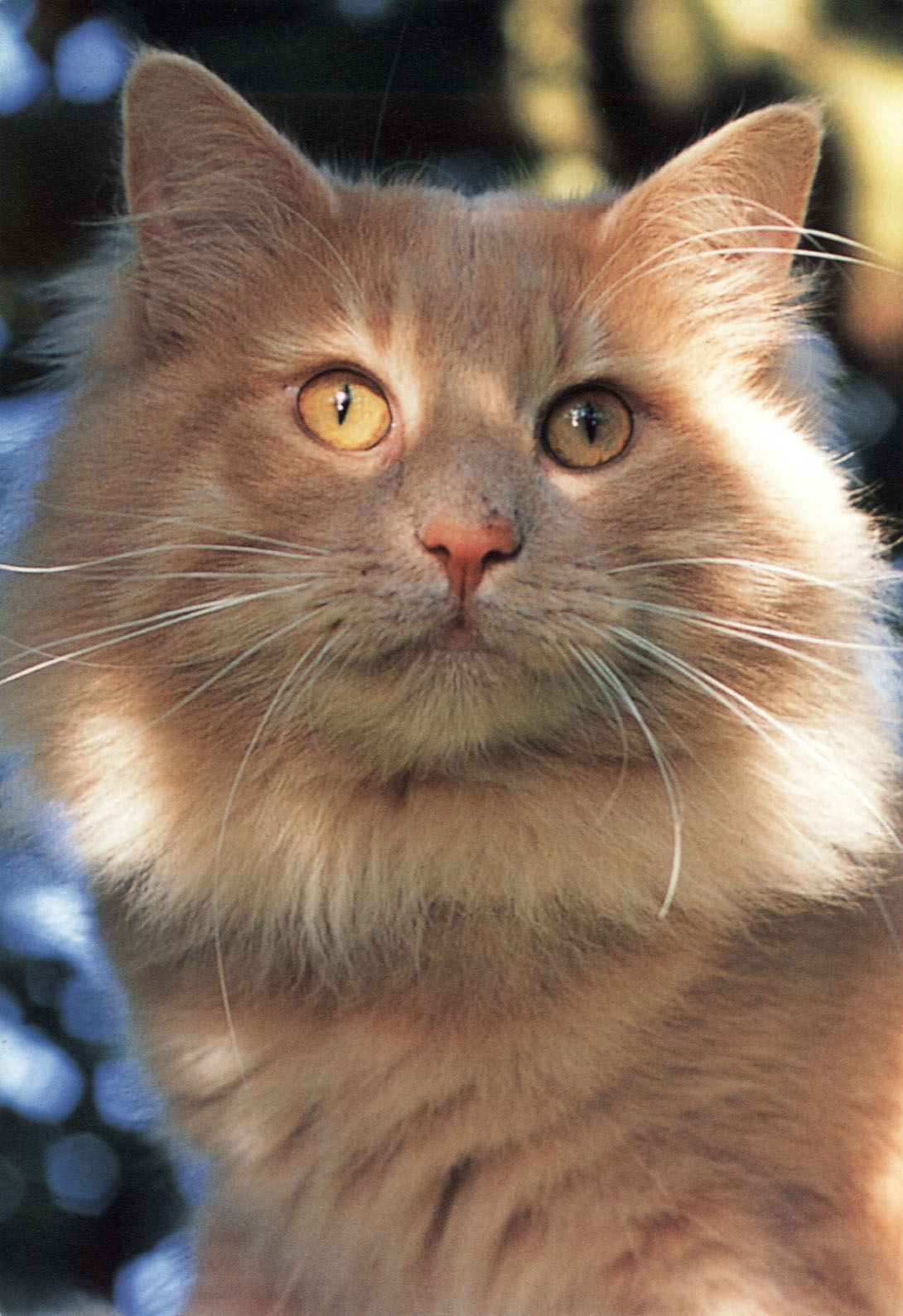 Choosing a cat suggests that the decision to keep a pet cat is always part of a - photo 3