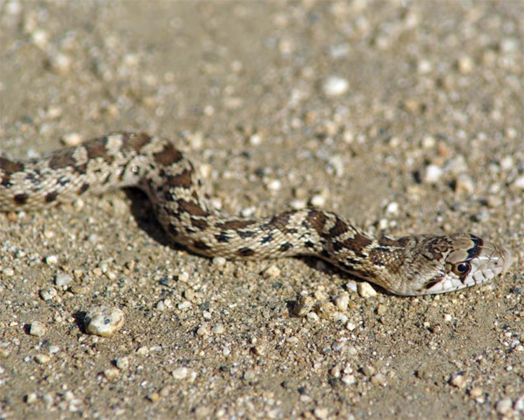 gopher snake Wild snakes bask in the sun for warmth Snakes also have to - photo 13