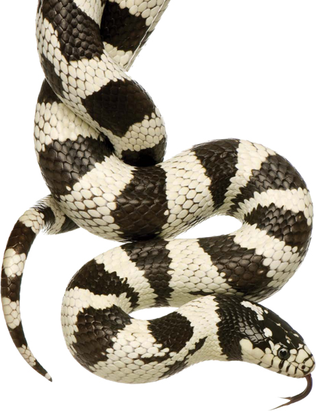 California king snake A non-venomous snake like a corn snake or a king snake - photo 9