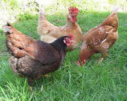 There are a large variety of chickens suitable for pets These do differ - photo 1