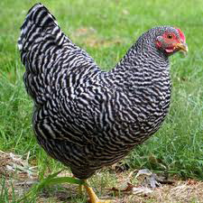 Orpingtons Orpingtons chicken originated in England They are large in - photo 5