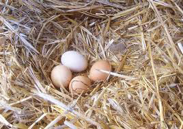 How many chickens should I buy Most chickens will lay between 5-6 eggs per - photo 8