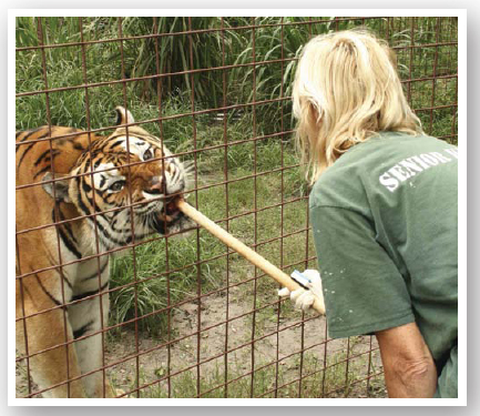 A volunteer at Big Cat Rescue uses a special tool for operant conditioning - photo 13