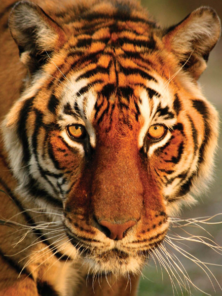 Bengali is a male SiberianBengal Tiger who lives at Big Cat Rescue in Tampa - photo 10