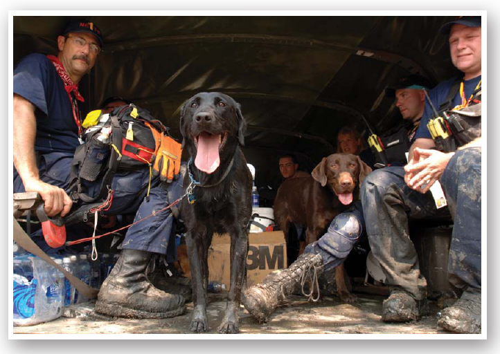 Search and Rescue teams consist of an animal and a handler Both the animal and - photo 6