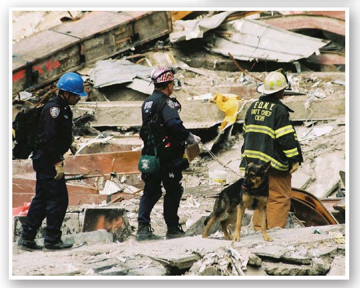 Approximately 300 dogs were used in the aftermath of the September 11 2001 - photo 9