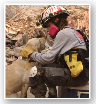 Approximately 300 dogs were used in the aftermath of the September 11 2001 - photo 8