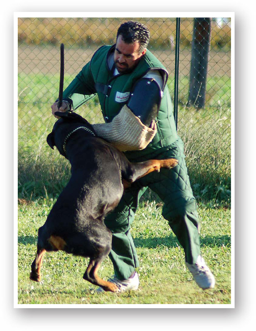 Chapter 2 SAR Dogs Search and rescue dogs or SAR dogs specialize in - photo 11