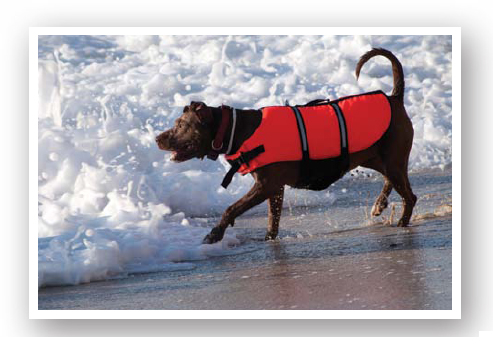 Chapter 2 SAR Dogs Search and rescue dogs or SAR dogs specialize in - photo 12