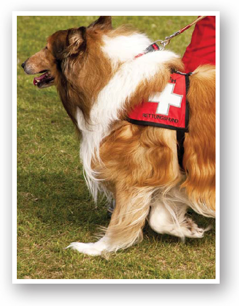 Chapter 2 SAR Dogs Search and rescue dogs or SAR dogs specialize in - photo 10