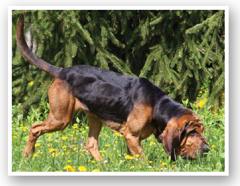 Bloodhounds can scent discriminate That means Bloodhounds can find one - photo 13