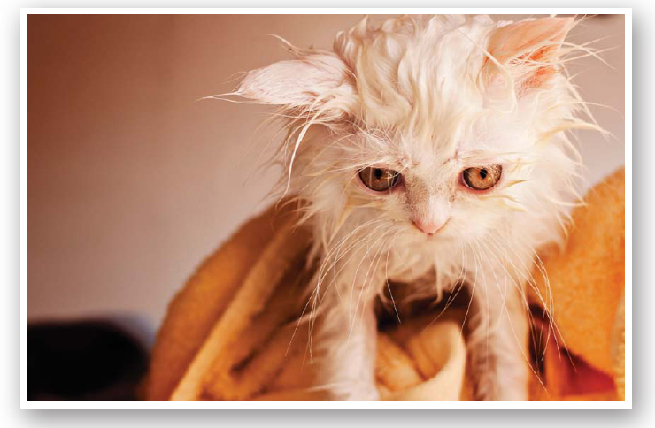 Most dogs and cats do not like baths so groomers must have patience Groomers - photo 9