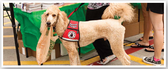 It can take up to 6 months of training for a dog to be certified as a companion - photo 10