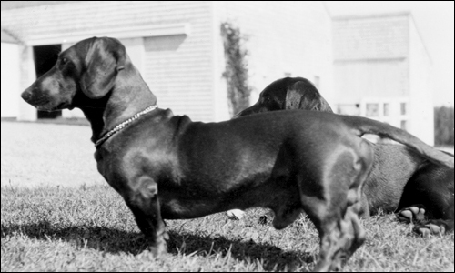 You have to watch out about dachshundssome of them are as delicately balanced - photo 4