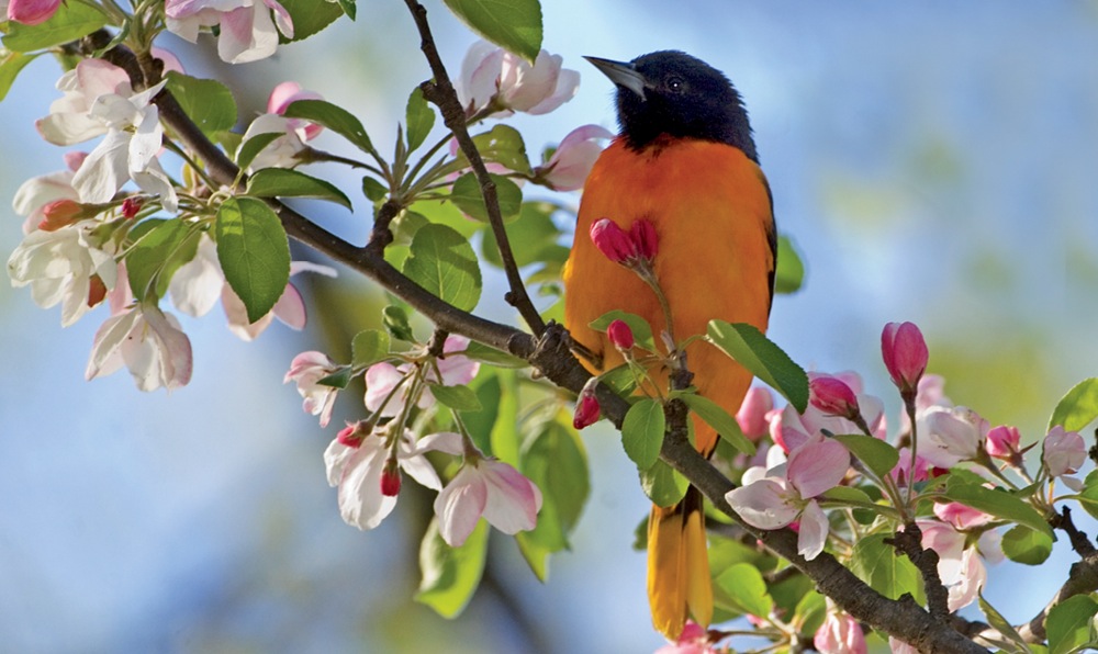 THE WAY TO A BIRDS HEART Attracting songbirds is different than bringing in - photo 4