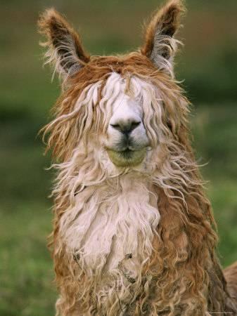 Alpaca Vicua are small and short with long necks Between the - photo 1