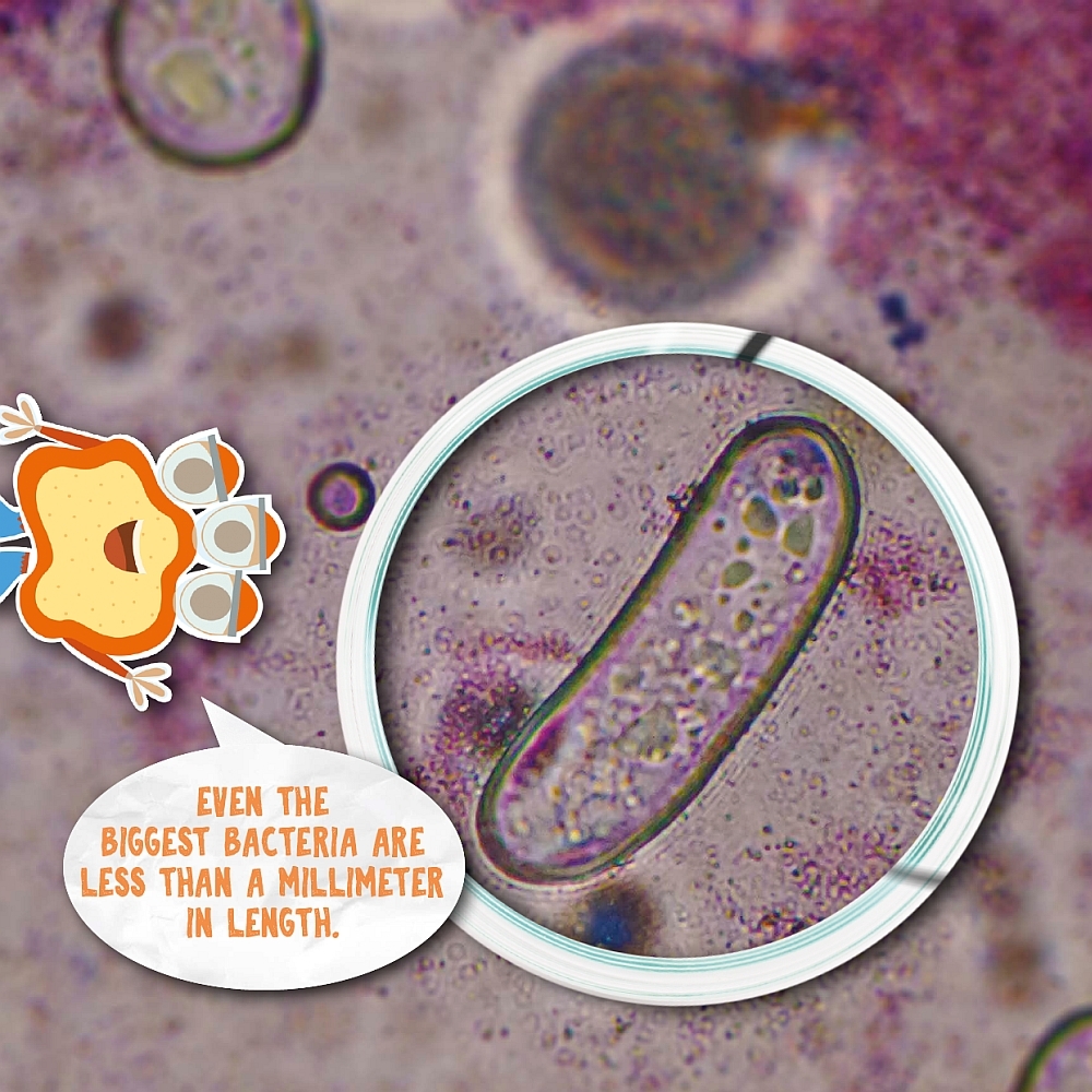 The bacterium under the microscope on page 10 is rod-shaped However bacteria - photo 8