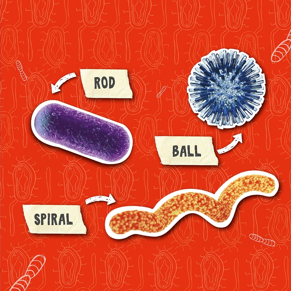 BACTERIA CAN CAUSE ILLNESSES SUCH AS PNEUMONIA SAY NEW-MOWN-YAH APPLE - photo 9