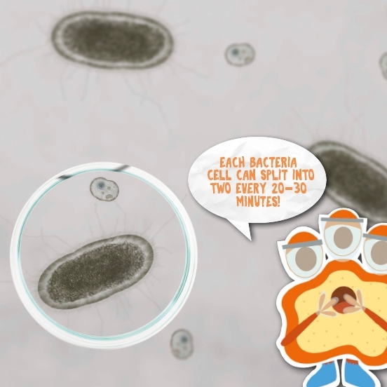 Many bacteria split in the middle This creates two cells that are exactly the - photo 12